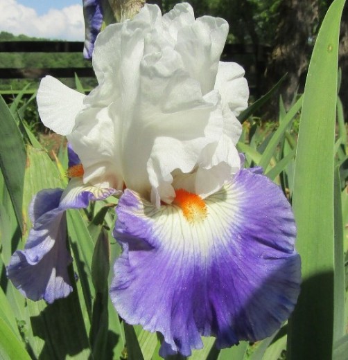 Last Laugh (George Shoop, deceased, by Keith Keppel, R. 2000)